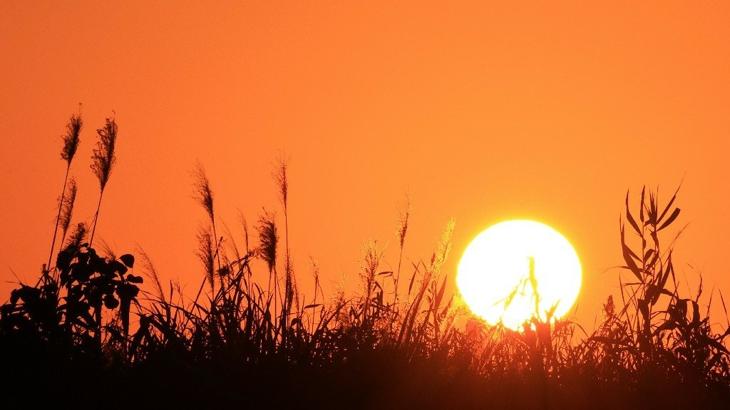 為天地寫日記(淡水夕陽與芒草)(2025.01.12)