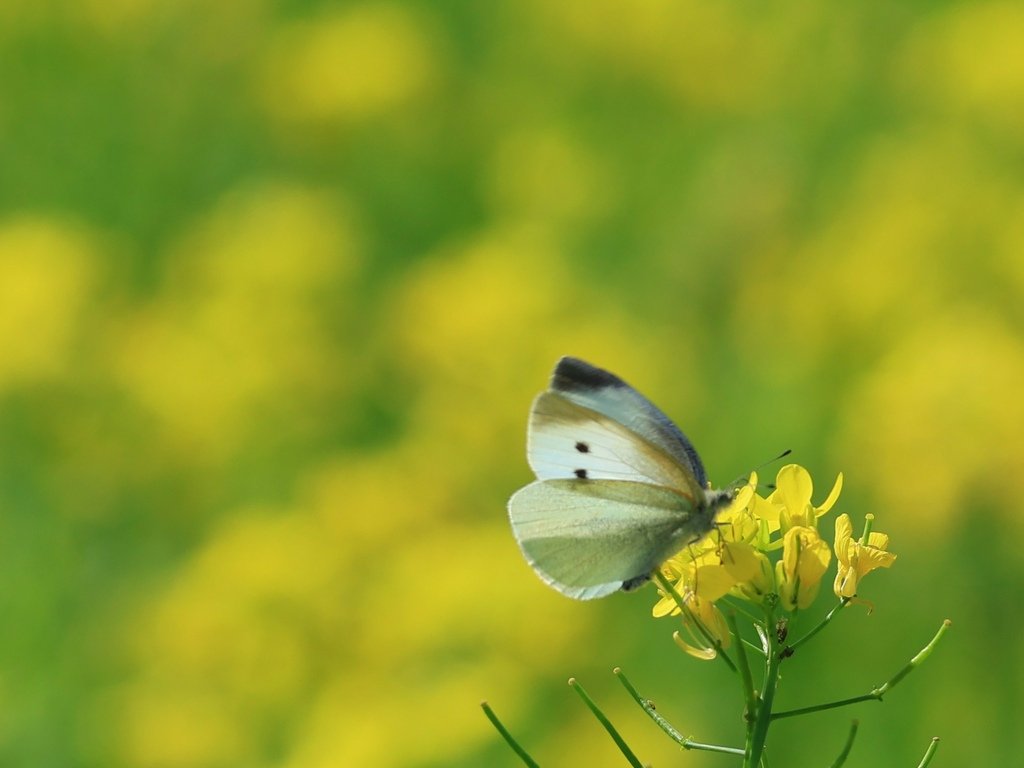 為天地寫日記(油菜花、蜜蜂與蝴蝶)(2025.02.15)