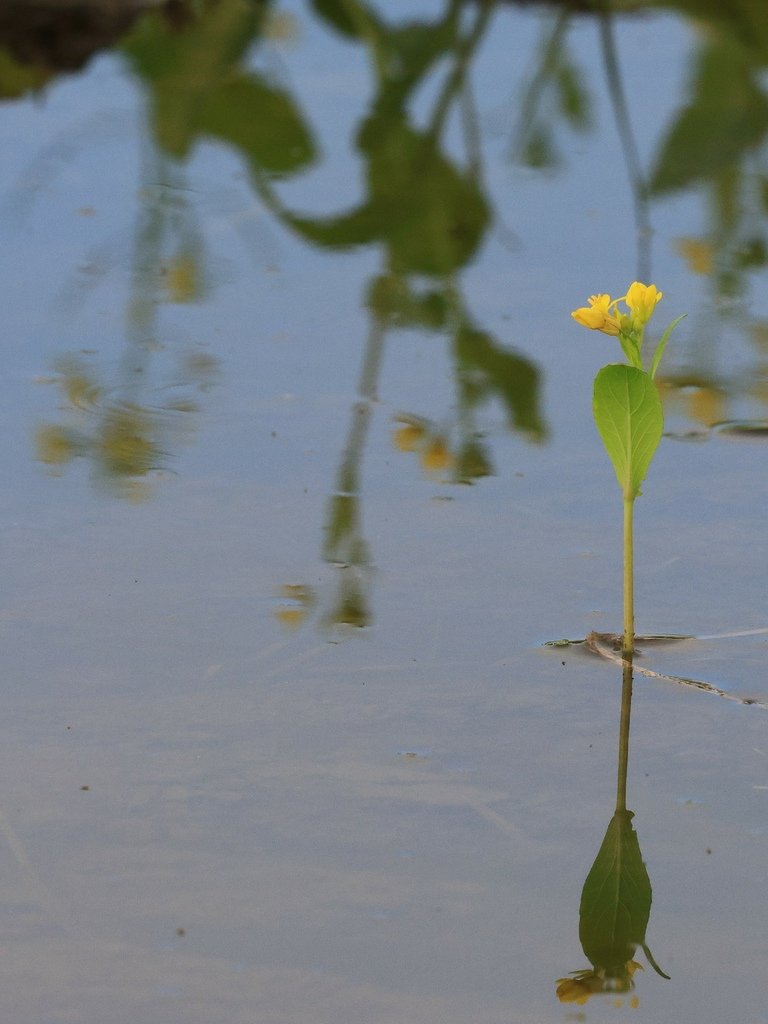 為天地寫日記(油菜花與關渡靜思堂倒影)(2025.02.15