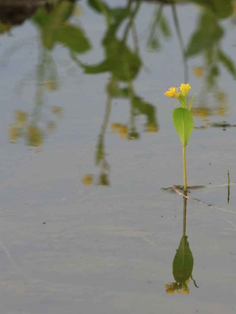 為天地寫日記(油菜花與關渡靜思堂倒影)(2025.02.15