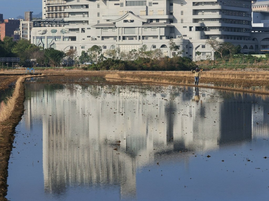 為天地寫日記(油菜花與關渡靜思堂倒影)(2025.02.15