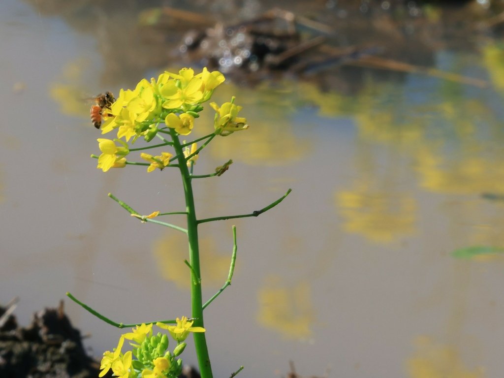 為天地寫日記(油菜花與關渡靜思堂倒影)(2025.02.15