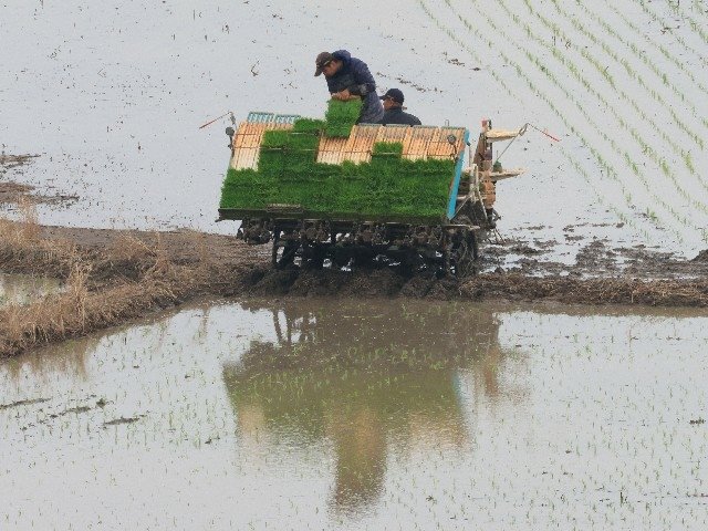 關渡平原收割(2025.02 (11).jpg