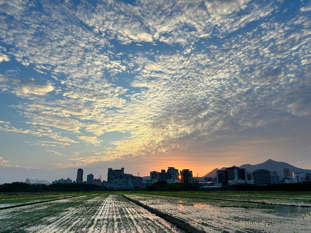 為天地寫日記(關渡平原與靜思堂夕陽、卷積雲)(2025.03