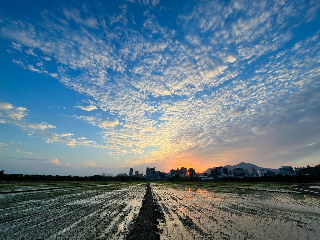 為天地寫日記(關渡平原與靜思堂夕陽、卷積雲)(2025.03