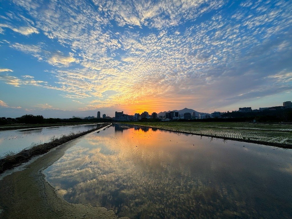 為天地寫日記(關渡平原與靜思堂夕陽、卷積雲)(2025.03