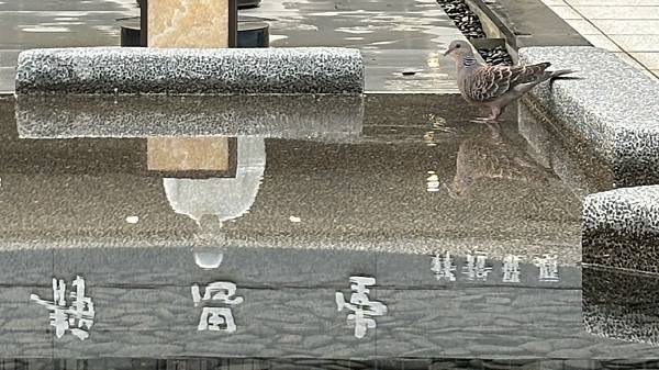 為天地寫日記(關渡平原日出、卷積雲)(2025.03.26)