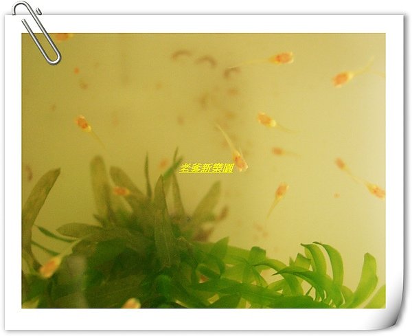 nEO_IMG_CIMG8325.jpg