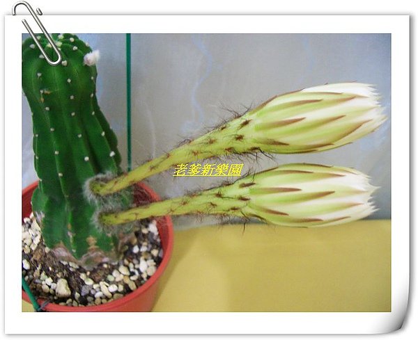 nEO_IMG_21.jpg