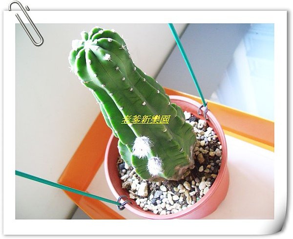 nEO_IMG_01.jpg
