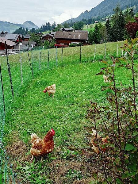 [2024 奧匈捷] Alpbach 阿爾卑巴赫