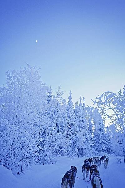 [2025 阿拉斯加] 狗拉雪橇