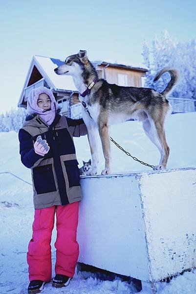 [2025 阿拉斯加] 狗拉雪橇