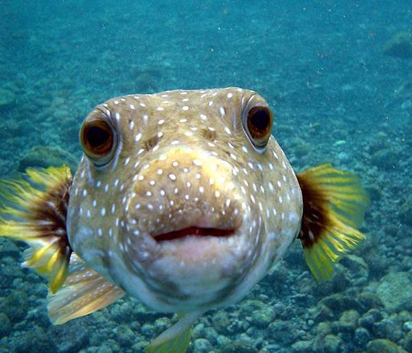 Puffer_Fish_DSC01257