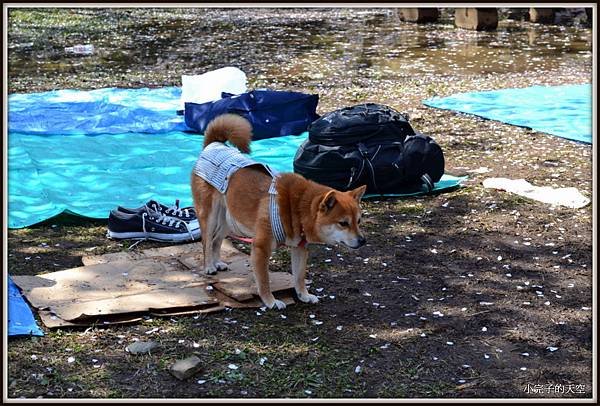 代代木公園