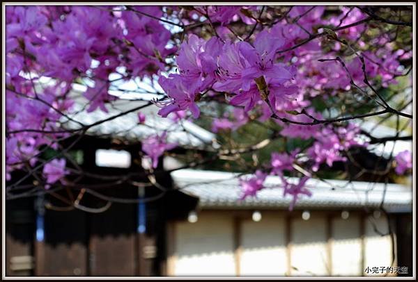 川越市-喜多院