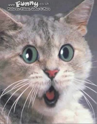 surprised_cat_gato_sorprendido_katze[1].jpg