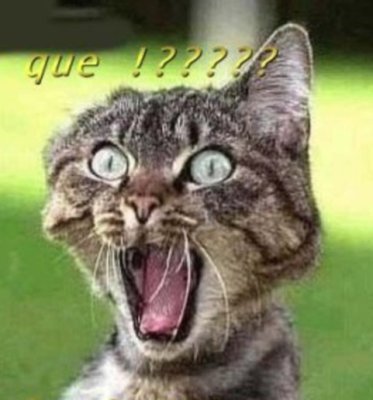 gato%20sorprendido.jpg