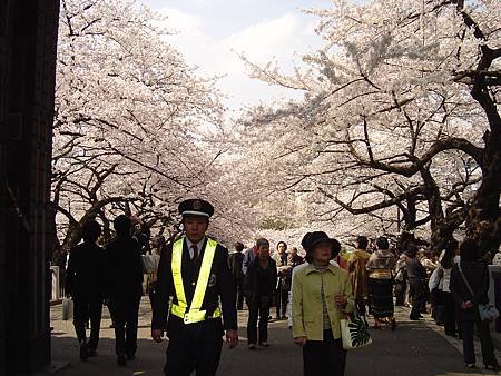 日本櫻花1.JPG