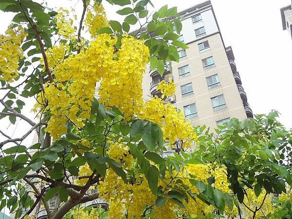 PhotoCap_DSC01560.jpg