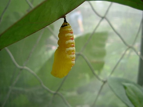 2 (Medium).JPG