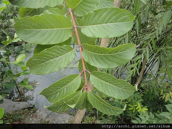 風箱樹又叫水芭樂 (Large)