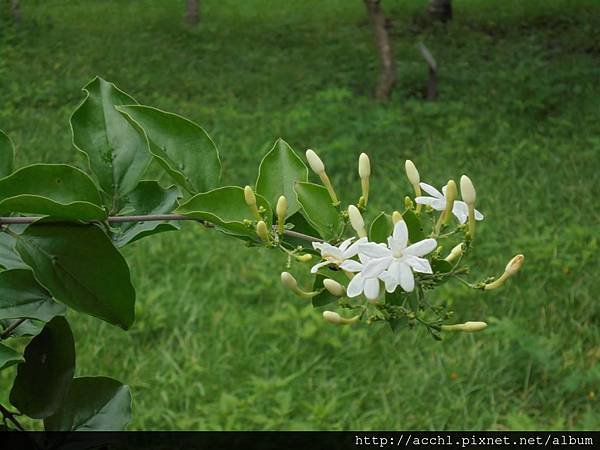 毛茉莉開花 (2) (Large)