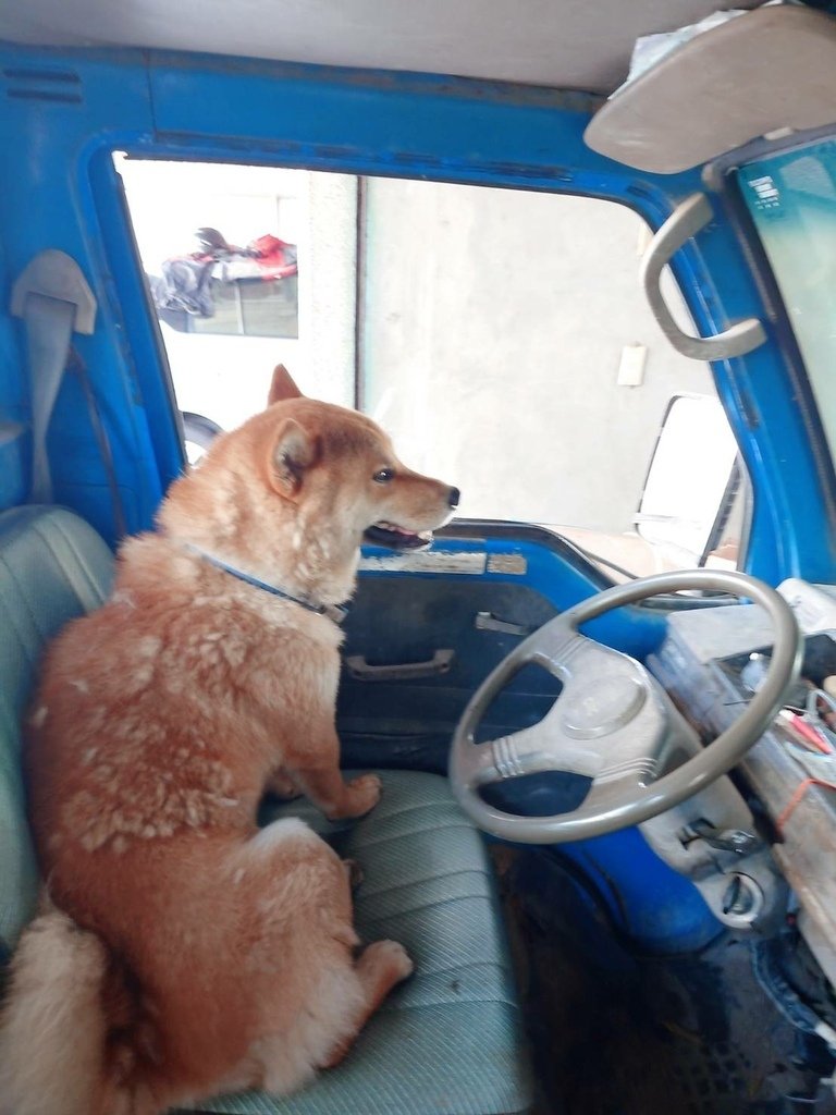 [分享]柴犬!等待飼主趕快帶我去種田~