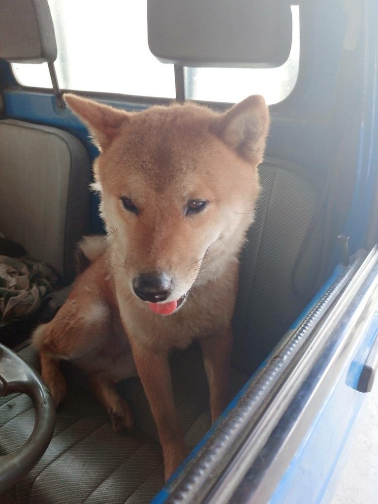 [分享]柴犬!等待飼主趕快帶我去種田~