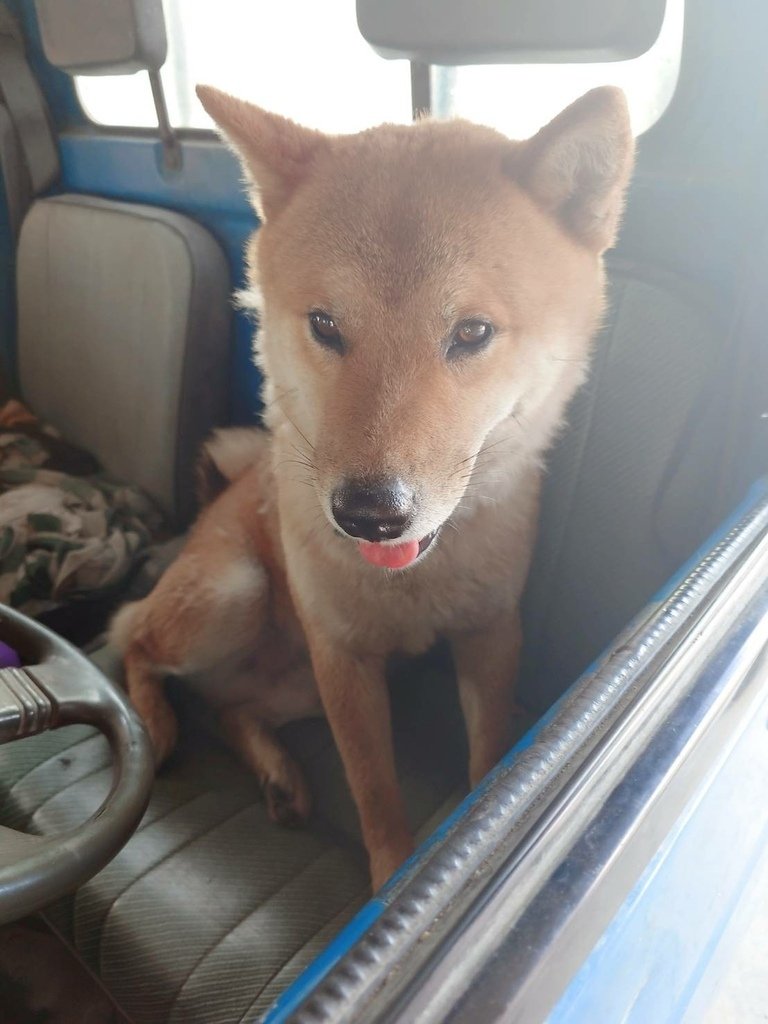 [分享]柴犬!等待飼主趕快帶我去種田~