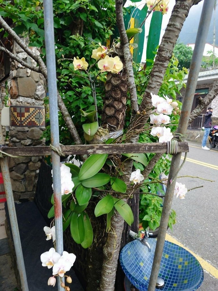 [屏東旅遊推薦]開車去山地門兜風/神山愛玉/霧台/HAN C