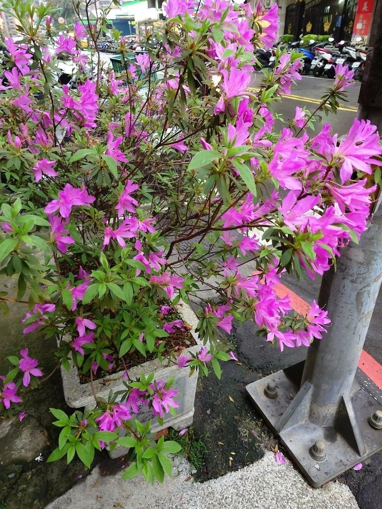 [分享]杜鵑花以其鮮豔的色彩與繁茂的花朵聞名