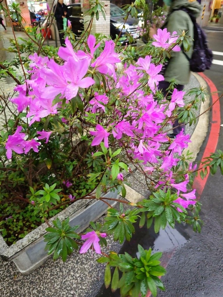 [分享]杜鵑花以其鮮豔的色彩與繁茂的花朵聞名