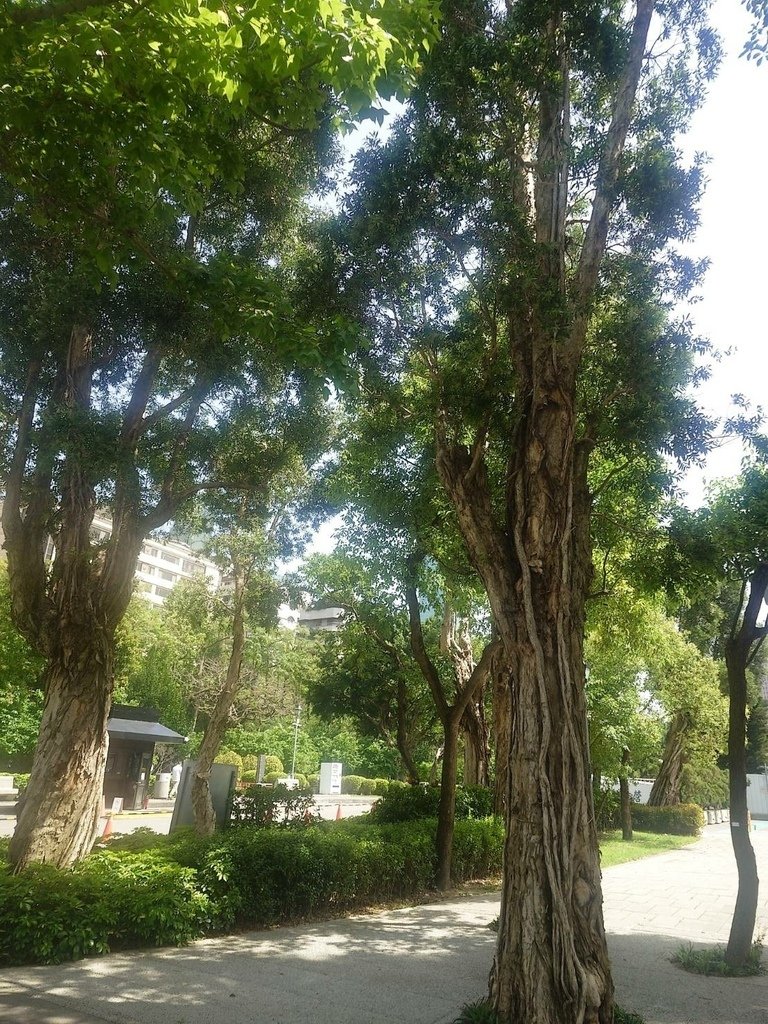 [分享]城市攝影師的凝視：在信義的光影裡行走