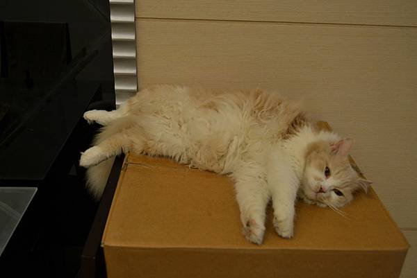 DSC_0003_調整大小.jpg