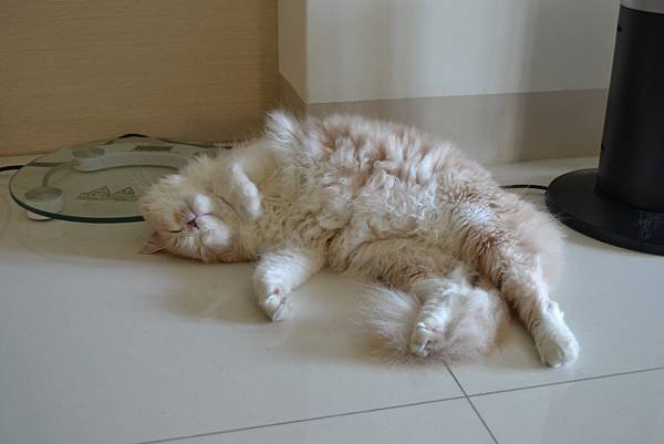 DSC_0018_調整大小.jpg