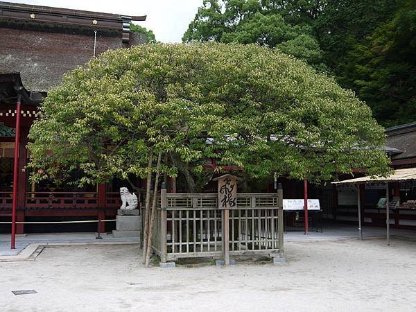 天滿宮飛梅(綠葉)