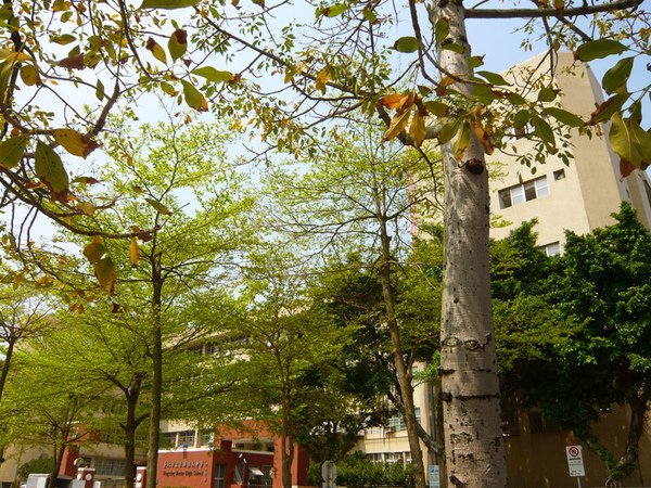 tree-1.jpg