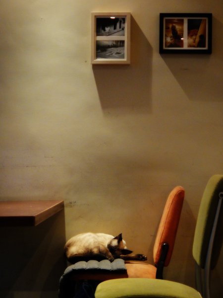 catcafe-1.jpg