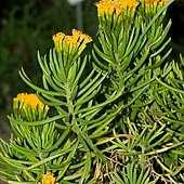 Senecio.barbertonicus.7075.jpg