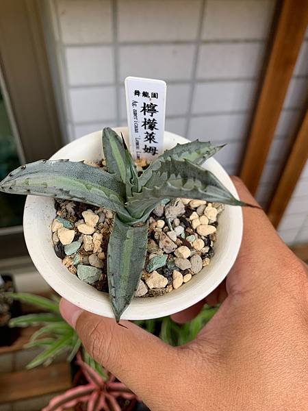 Agave collect