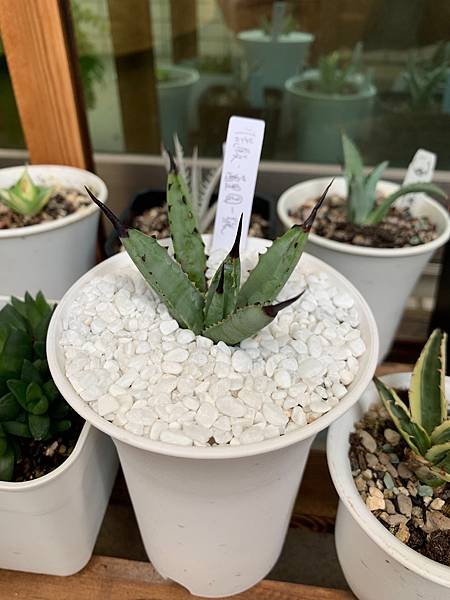 Agave collect