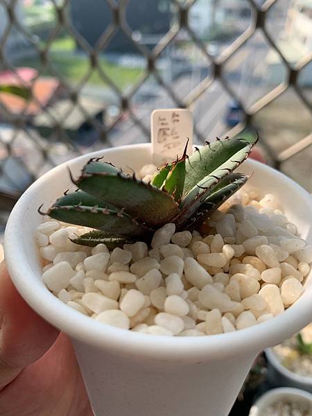 Agave collect