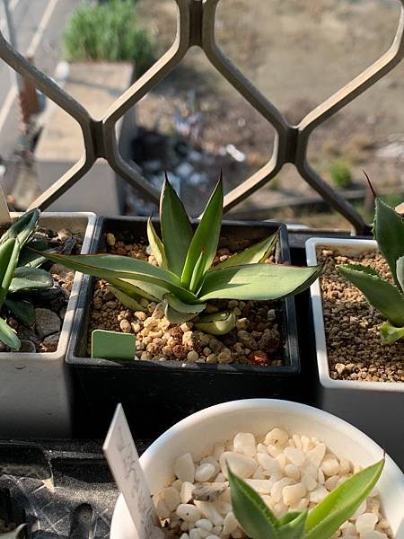 Agave collect