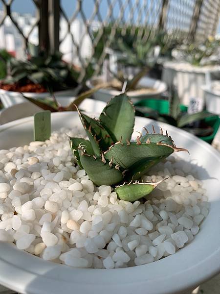 Agave collect