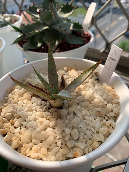 Agave collect