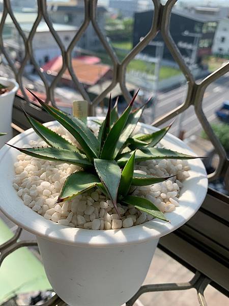 Agave collect