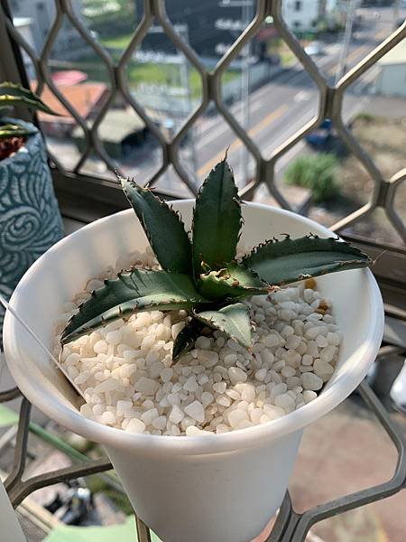 Agave collect