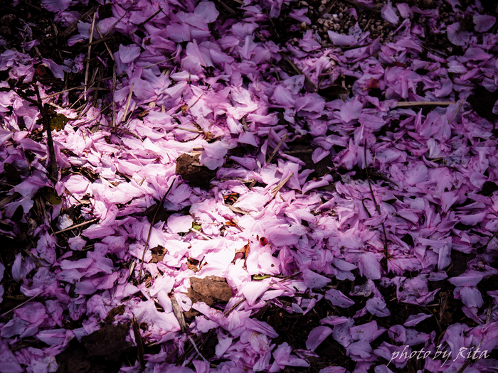 P1230535.png