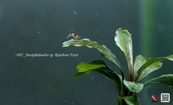 D07_Bucephalandra sp. Rainbow Frost